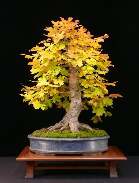 P1090245k.JPG