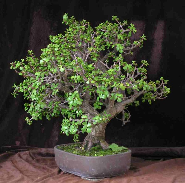 Portulacaria Christian 1 (1).jpg