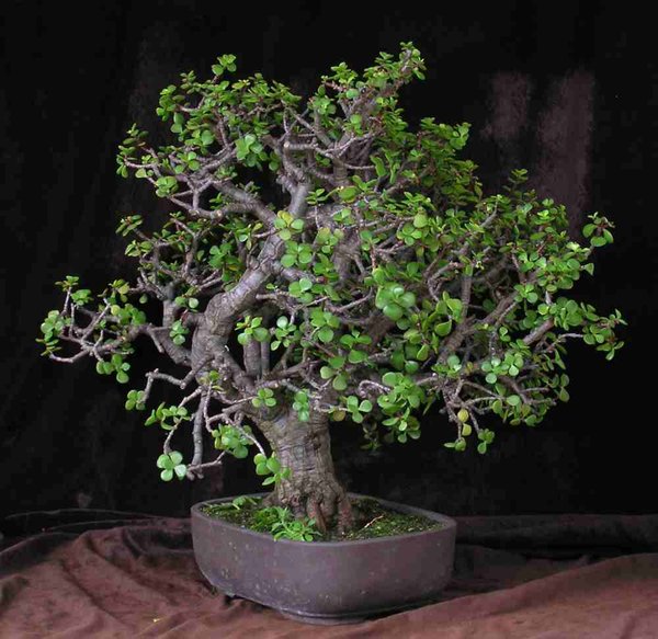 Portulacaria Christian 2.jpg