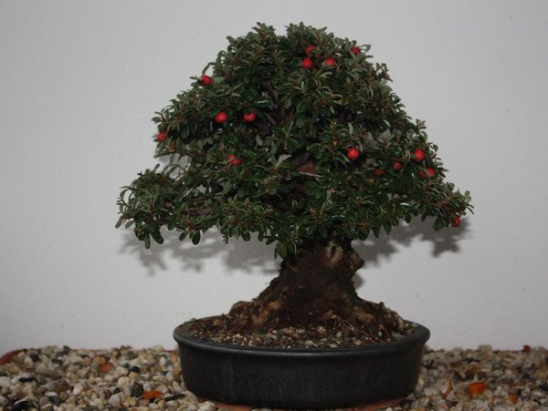 cotoneaster