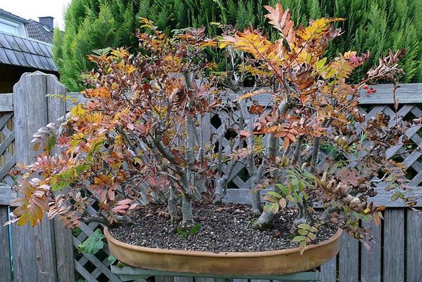 Ein unmögliches Projekt, Ebereschenwald im letzten Herbstlaub