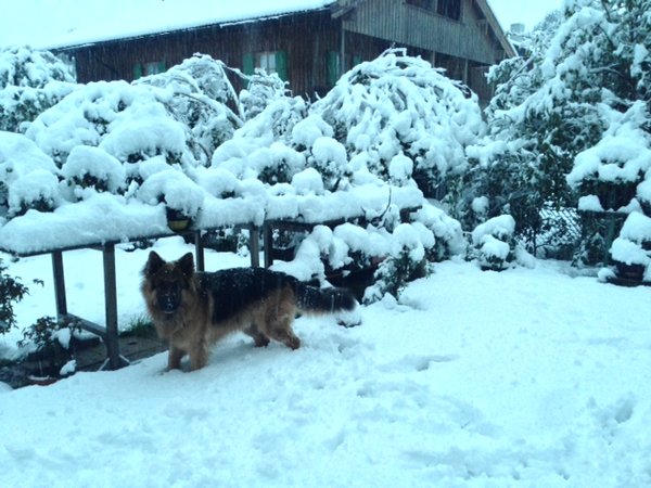 schnee3.JPG
