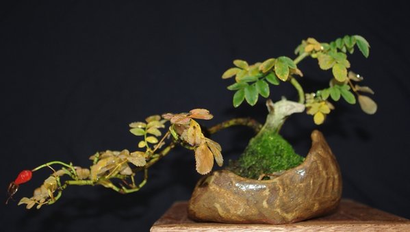 Wildrose