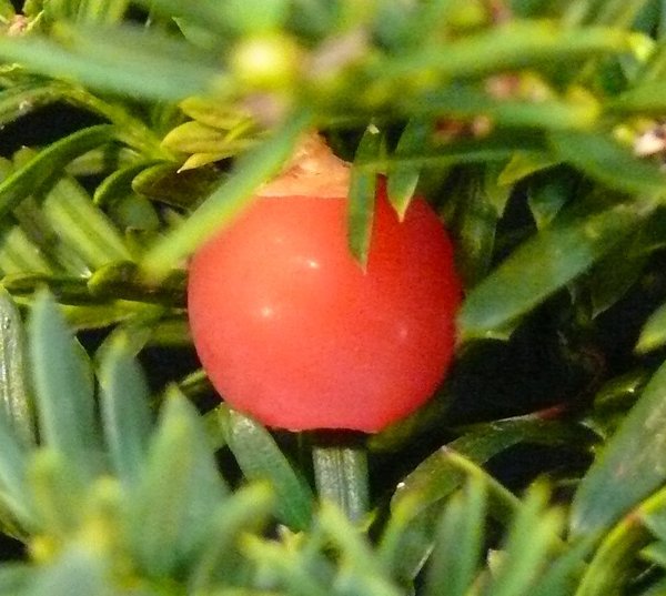 P1090268k.JPG