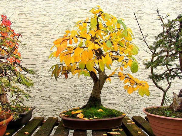Herbst2013Merlin_3.jpg