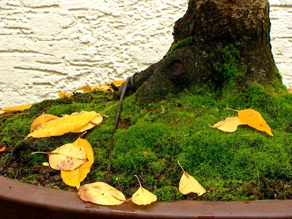 Herbst2013Merlin_6.jpg
