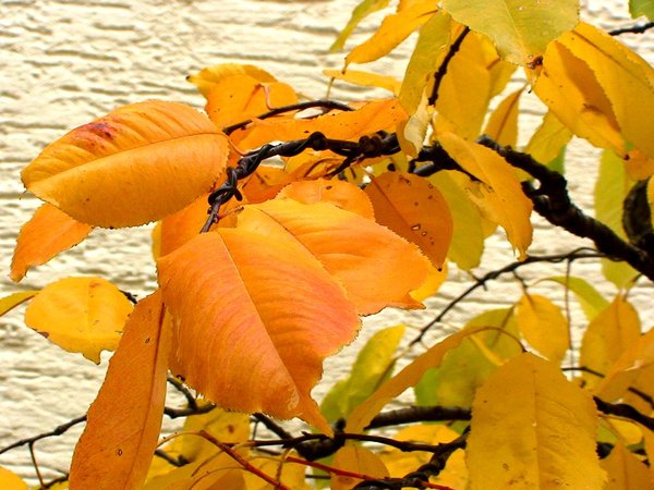 Herbst2013Merlin_7.jpg