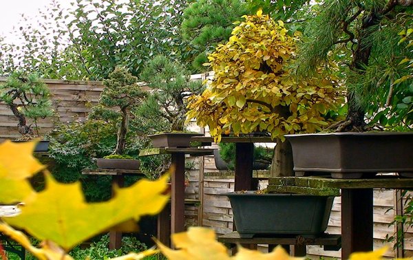 Herbst2013Merlin_5.jpg