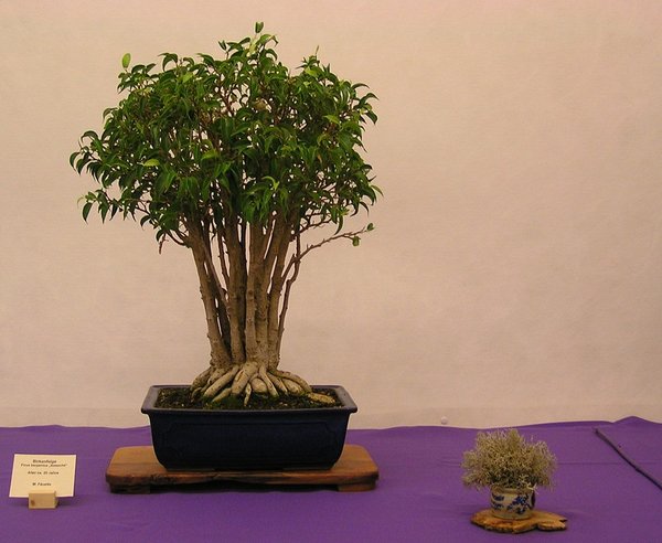 Ficus