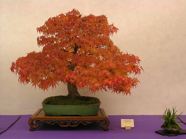Jap. Fächerahorn