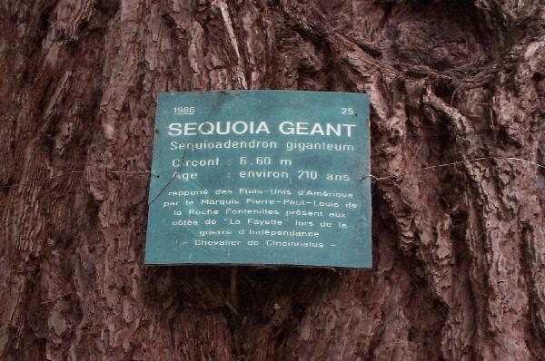sequoia3.jpg