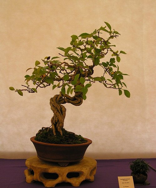 Forsythie