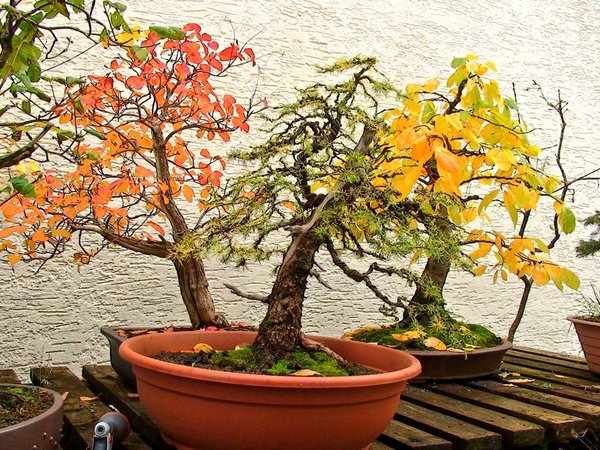 HainbucheHerbst2013Merlin_2.jpg