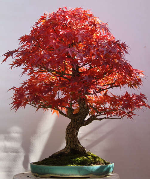 acer-palm.-arakawa-10-2013.jpg