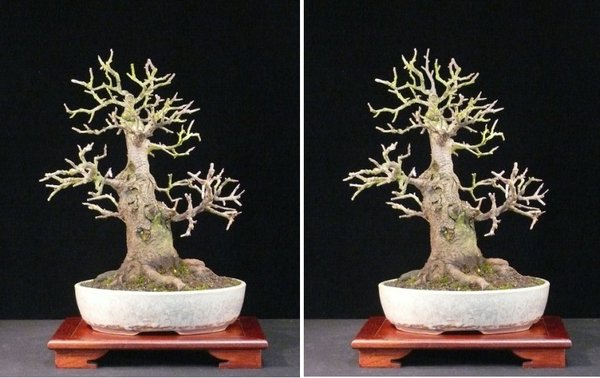 heikebaum.jpg