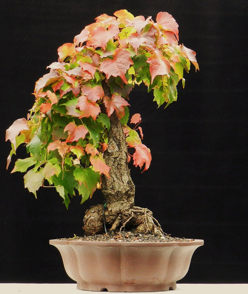 DSCN4938.jpg
