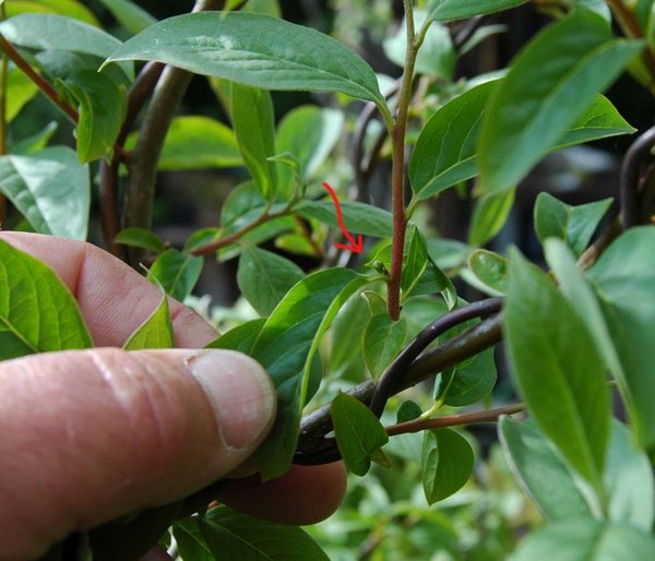22.05.2013 Der runde Bubbl entwickelte sich neben der Knospe zur Blüte. da ich mir nicht sicher war, fotografierte ich erst in dieser Größe. Man erkennt es schon eher.