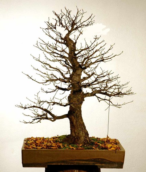 hainbucheM_b.jpg