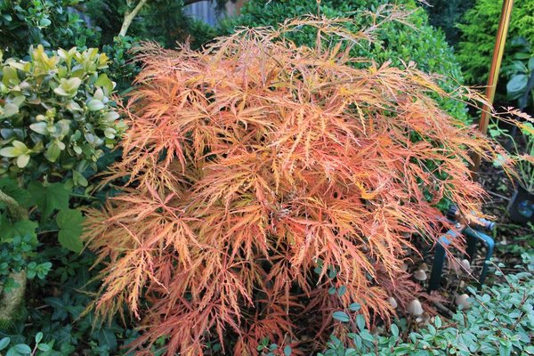 Acer palm dissectum rot