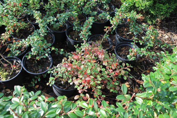 diverse Cotoneaster