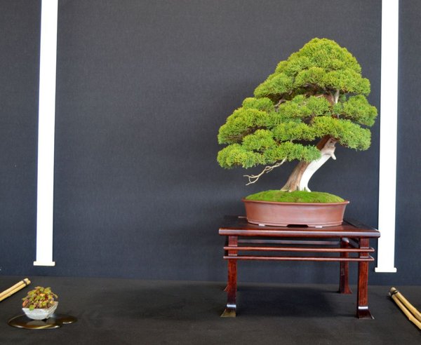 Juniperus mit Krebs-Schale