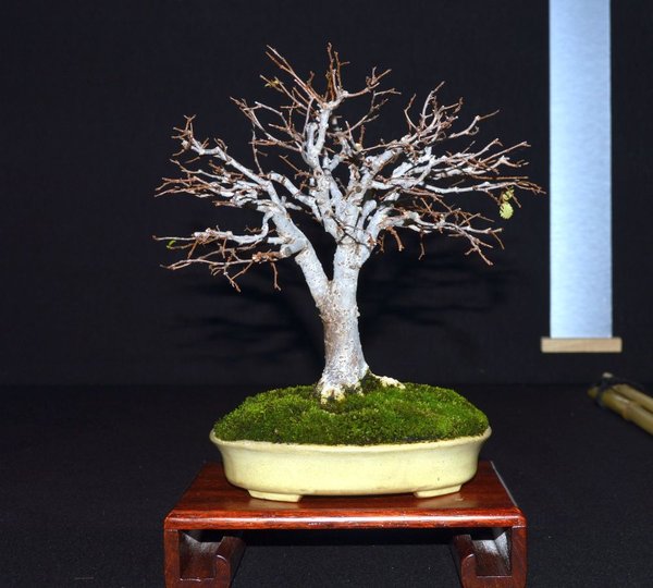 Zelkoven-Shohin (als Beisteller!)