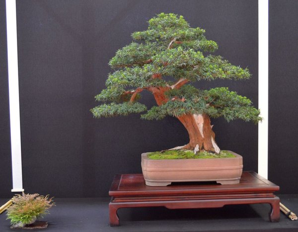 Taxus cuspidata v. U.Fischer