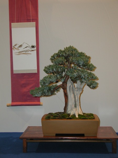 Juniperus Squamata