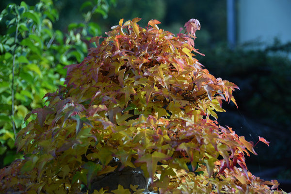2013-10-11.jpg
