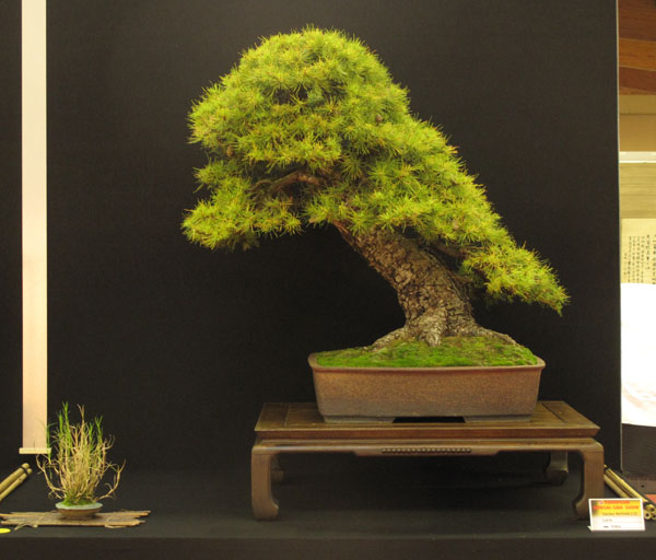 Larix von Vaclav Novak Schale: Klika