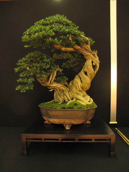 Buxus Sempervirens von Francois Gau Schale: Greg Ceramic