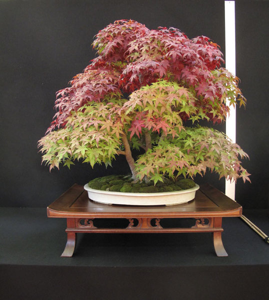 Acer Palmatum Deshojo von Matteo Martin Schale: Japan