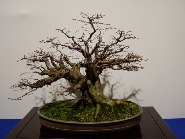 uhrige Hainbuche von R.Beckers D