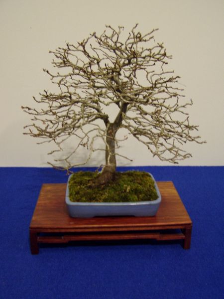 feine kleine Hainbuche