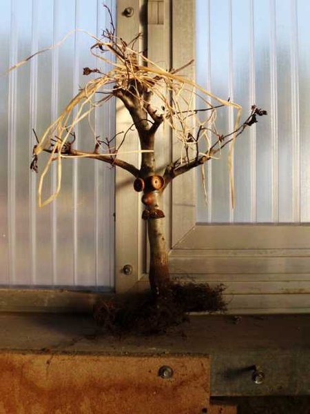 K640_Halloweenbaum 29.10.11.JPG
