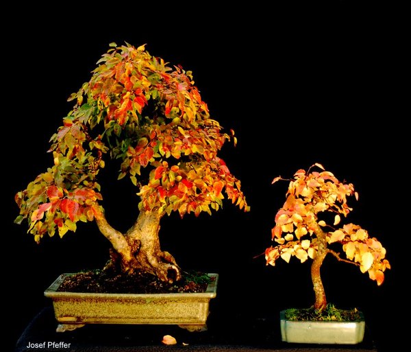 DSC_1541.JPG
