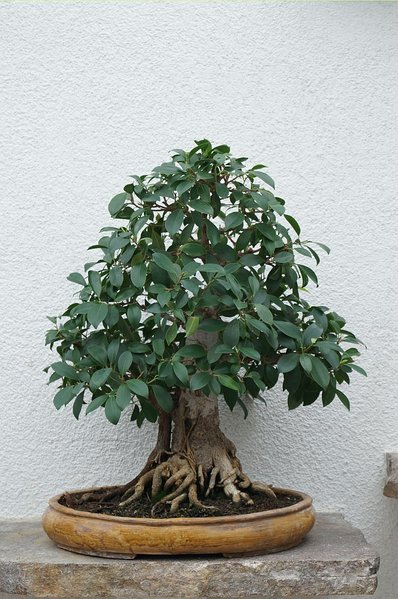 Ficusklein.jpg