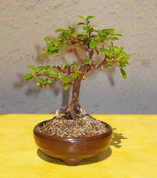 Mai 2012