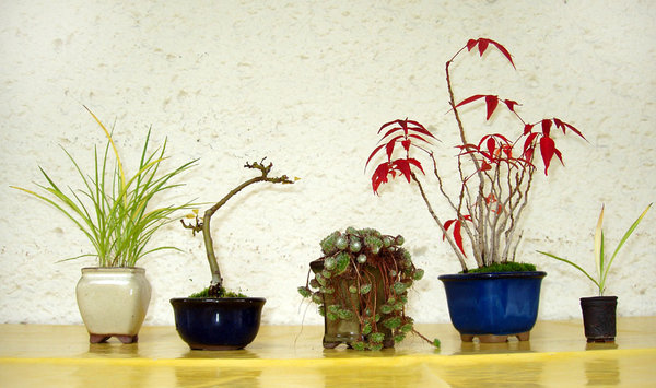 Rhodohypoxis, Weide, Sempervivum, Rhus, noch mal Rhodo