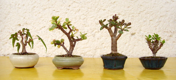 Begonia patita, Portulacaria afra ‘Variegata’, Crassula ovata minor, Euphorbia milii - Christusdorn