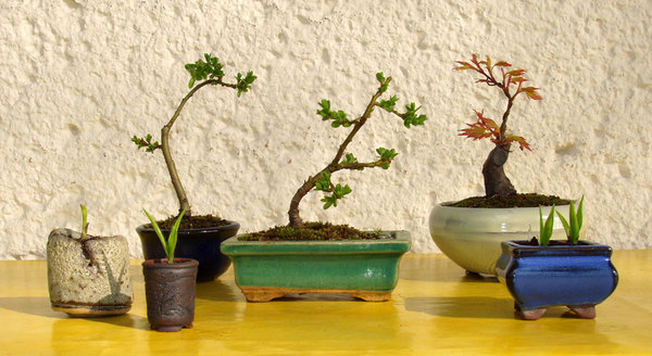 Hosta, 2 Rhodos, 2 Weiden, Acer palmatum - im April