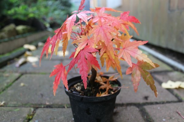 Acer palm.