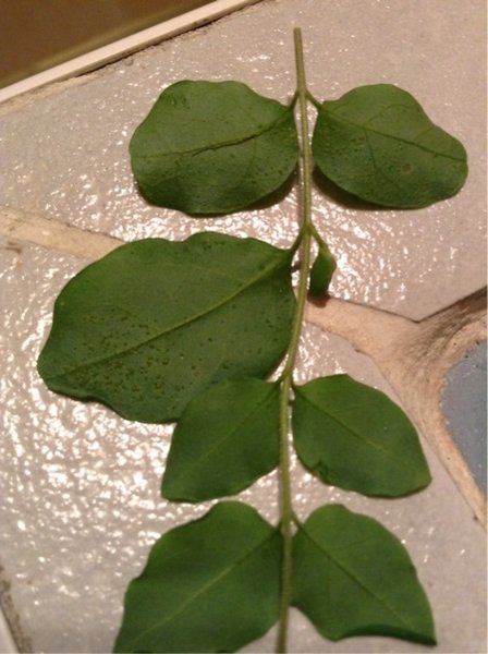 Blatt unterseite