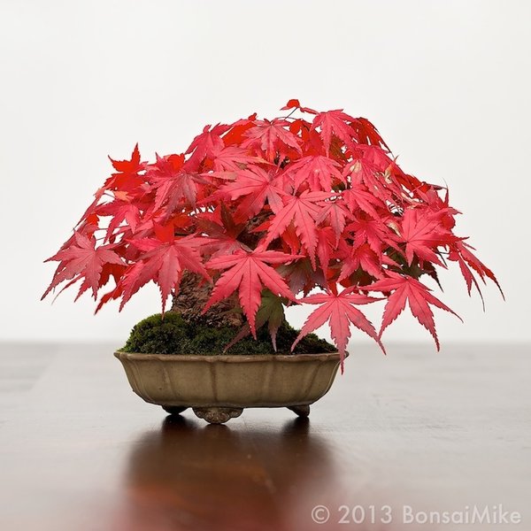 momijishohin.jpg