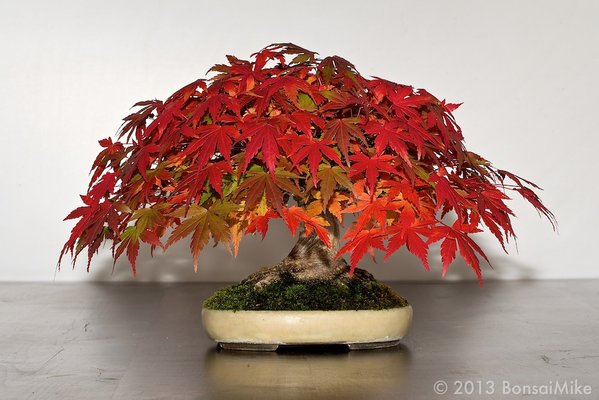 momijishohin (1).jpg