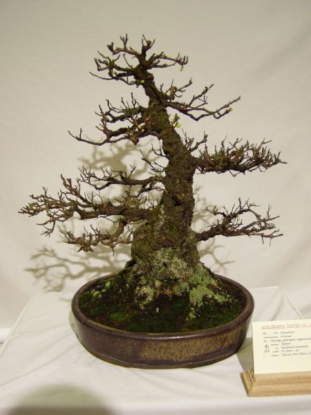 Prunus mume von Teunis