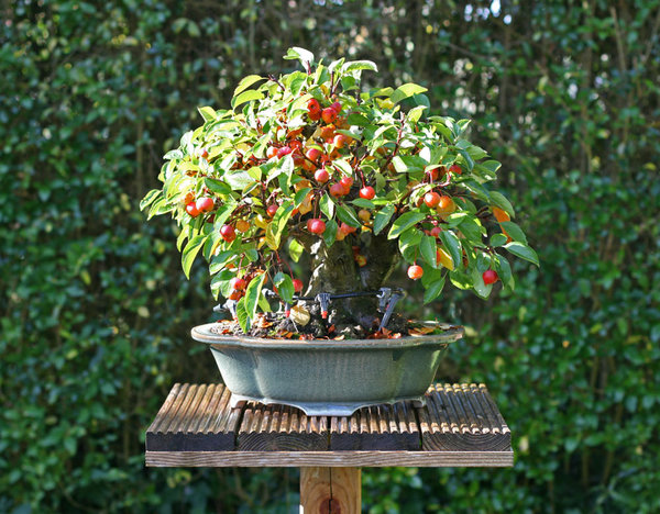 apfel1.jpg