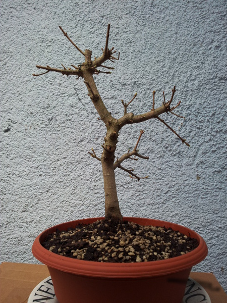kurz nach dem Eintopfen am 12.04.13; Höhe 41,5cm