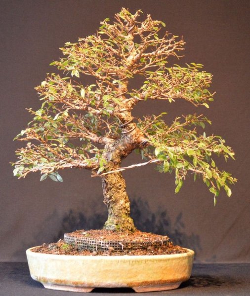 Zelkova nire 1.11.13.jpg