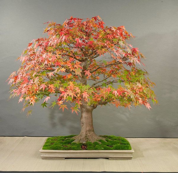 Fall_2013_comp.jpg